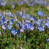 Woolly Veronica